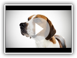 foxhound ingles - (English Foxhound) Raza de Perro
